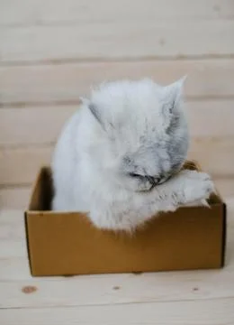 White cat sits in a box Stock Photos