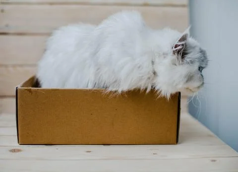 White cat sits in a box Stock Photos