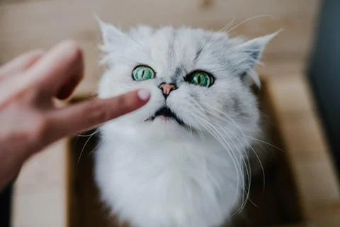 White cat sits in a box Stock Photos