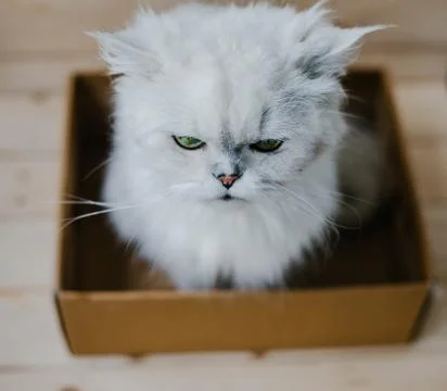 White cat sits in a box Foto stock