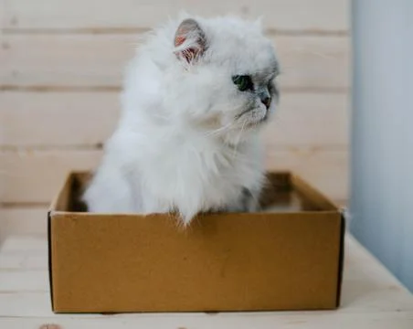 White cat sits in a box Stock Photos