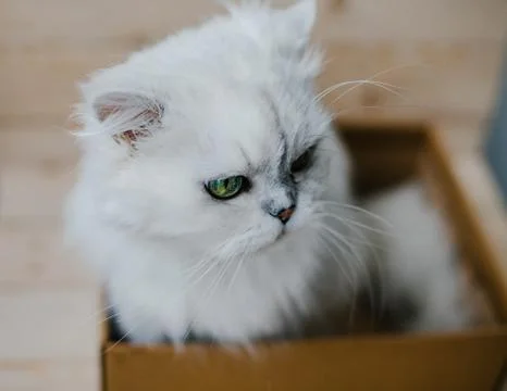 White cat sits in a box Stock Photos