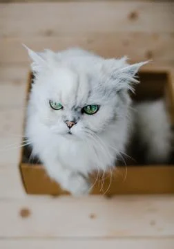 White cat sits in a box Foto stock