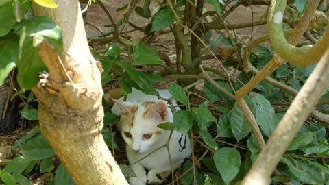 White cat sits on the ground and plays under the trees Stock Footage 140561013