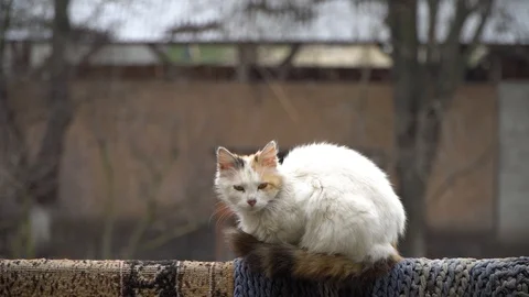 The white cat sits on the handrail Stock Footage 126749405
