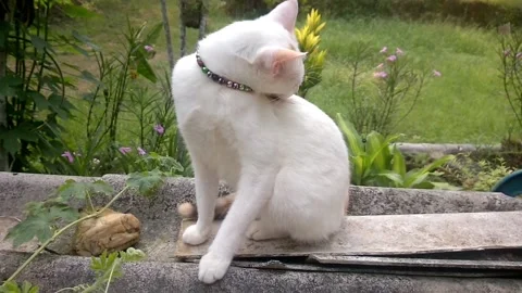 A white cat sits licking and cleaning herself happily outside. Stock Footage 203897437