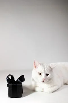 White Cat Sits Next To A Small Black Gift Box Against White Background Stock Photos