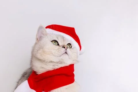 White cat, sits in the red cap of Santa Claus and red scarf, looks up Stock Photos