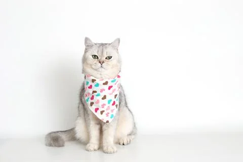 A white cat sits on a white background, with a triangular neckerchief Stock Photos
