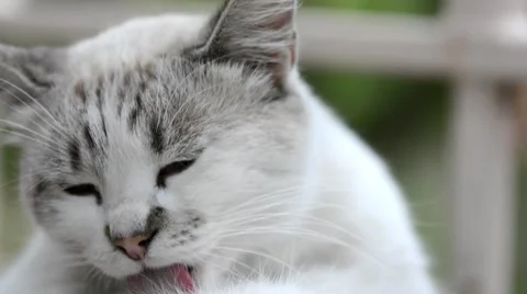 White cat sits on the windowsill and washes himself after breakfast. Stock-Footage 68985107
