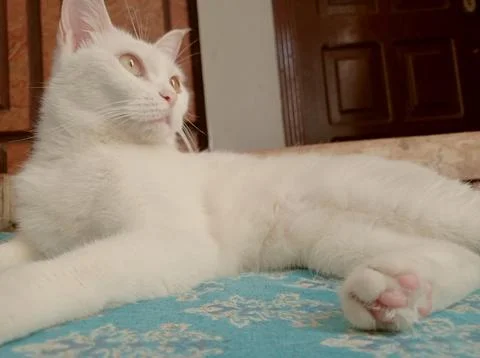 White cat sitting on the bed Stock Photos