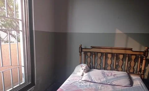 White cat sitting on the bed Foto stock