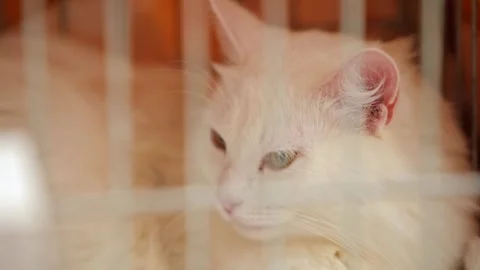 The white cat sitting behind the bars blinks slowly. Pensive White Cat Behind Stock Footage 263287117