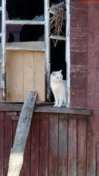 A white cat sitting in the broken window of an old abandoned wooden building. 库存照片