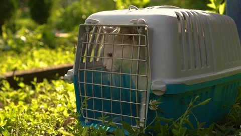 White cat sitting in a cage and trying to get out 動画素材 109930380