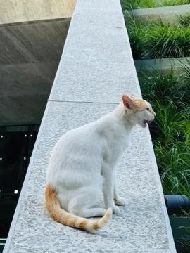 White cat sitting on a concrete ledge outdoors Stockfoto's