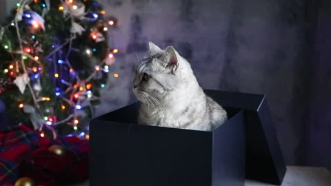 White cat sitting in a dark blue gift box, Christmas decoration 库存影片 164514691