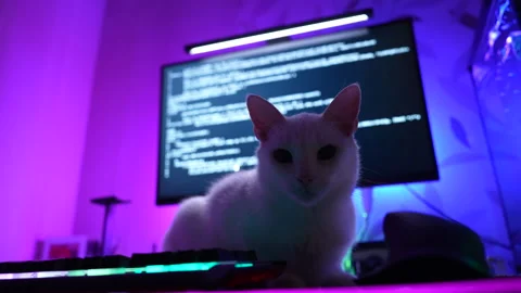 White cat sitting on desk in front of computer monitor with coding screen Stock Footage 325802461