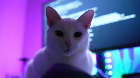 White cat sitting on desk in front of computer monitor with coding screen Vídeos de archivo 325802463