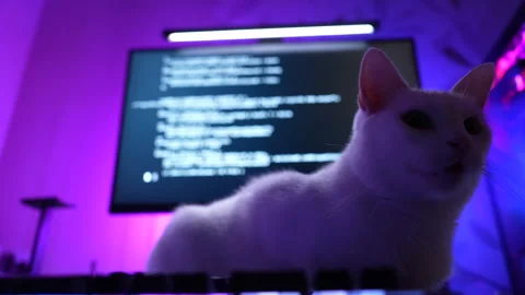 White cat sitting on desk in front of computer monitor with coding screen Видео 325802497