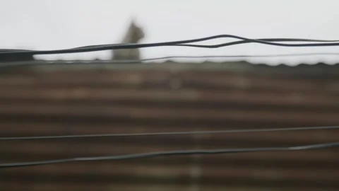 White Cat Sitting Down on a House Roof  Video stock 243683601