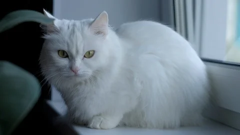 White cat sitting. Stock-Footage 96524248