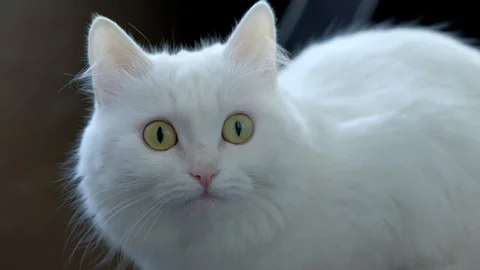 White cat sitting. Stock Footage 96524660