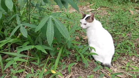A White Cat Sitting in the Grass, Next to a Green Plant Stock Footage 317648911