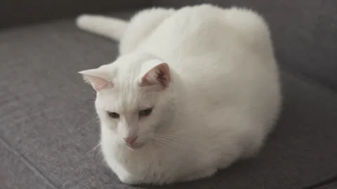 White cat sitting on grey couch turning his head Stock Footage 143191642
