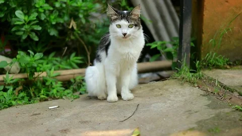 White cat sitting on the ground and looking around Stock Footage 242097150