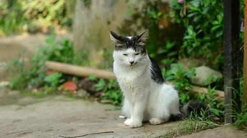 White cat sitting on the ground looking around Stock Footage 242097179