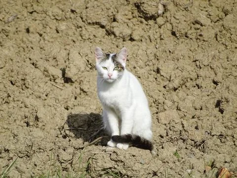 A white cat is sitting on the ground Stock Photos