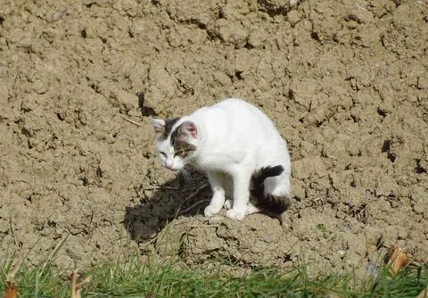 A white cat is sitting on the ground Fotos de archivo