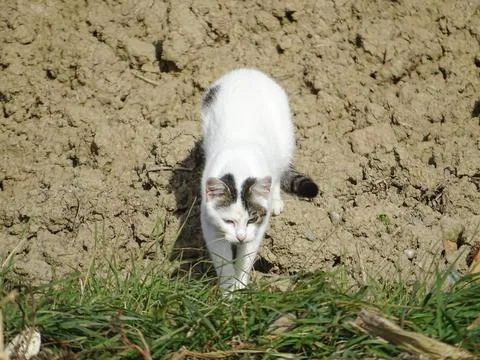 A white cat is sitting on the ground Fotos de archivo