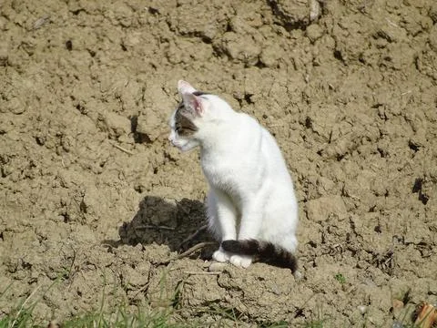 A white cat is sitting on the ground Stock Photos