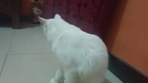 White cat sitting indoors close up footage Stock Footage 315310099