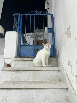 White cat sitting on marble steps in front of a blue door in a Greek island Foto stock