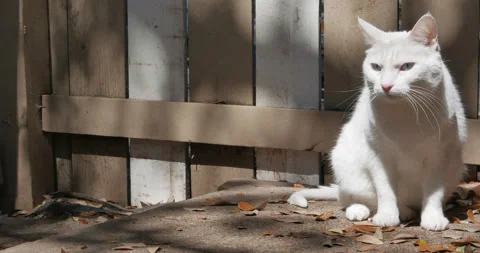 White Cat sitting on patio Stock Footage 154143485