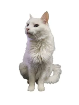 White cat sitting Stock Photos