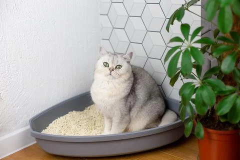 A white cat, sitting in a plastic corner tray for animals, with light natural Stock Photos