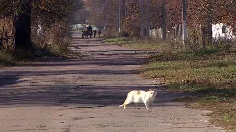 White cat sitting on the road Stock Footage 56557327
