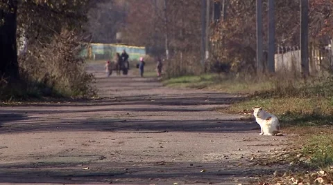 White cat sitting on the road Stock Footage 56557380