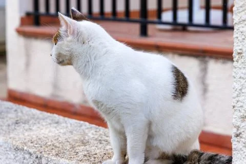 White cat sitting in side view on a garden wall in a residential neighborho.. Stock Photos