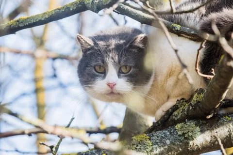 White cat sitting on the spring tree Stock Photos