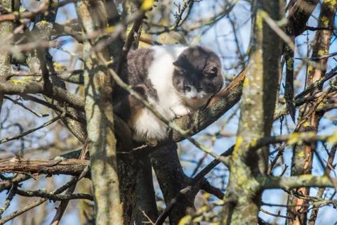 White cat sitting on the spring tree Foto stock
