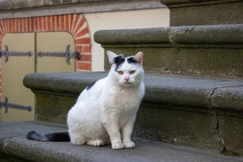White cat sitting on stone steps Stock Photos
