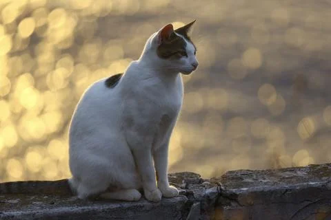 White cat sitting on stone wall during golden hour 写真素材