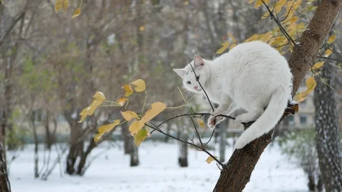 White cat sitting on a tree branch cant climb down Stockbeeldmateriaal 98691919