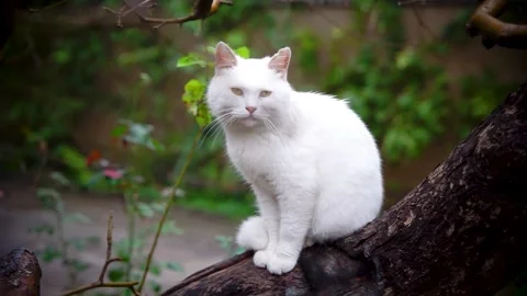 White cat sitting on a tree trunk Stock Footage 163283390