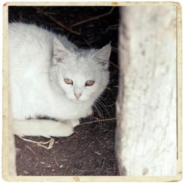 White cat sitting under the table Stock Photos